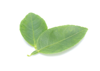 Obraz premium Fresh lemon leaves isolated over white background