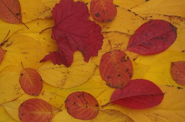 Fototapeta na wymiar Fallen colorful autumn leaves lie on the ground.