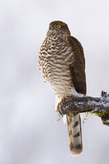 Dominant eurasian sparrowhawk, accipiter nisus, sitting on bough in winter. Vertical composition of agile bird of prey looking on white branch in wintertime nature.