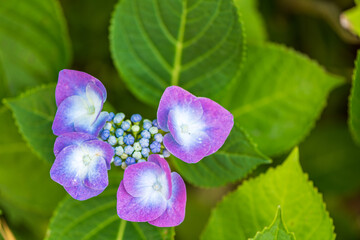 初夏に咲く満開の紫陽花