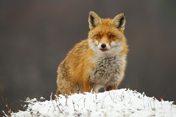 Alert red fox, vulpes vulpes, looking on meadow in winter nature. Dangerous orange mammal with blood around mouth looking to the camera on snow. Wild predator watching on horizon.