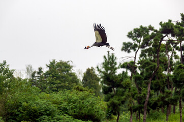 A crowned crane flying over forest