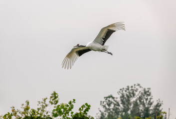 a red-crowned crane flying over trees