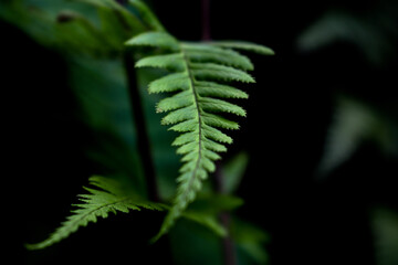 close up of fern leaf