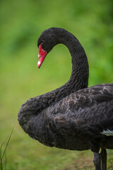 black swan on the grass
