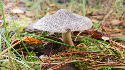 A mushroom with a gray smoky cap in the autumn forest among fallen leaves. Wild gray mushroom growing in the grass. Close-up, side view