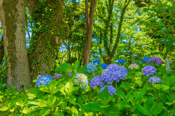 初夏に咲く満開の紫陽花
