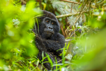 Portrait of a mountain gorilla (Gorilla beringei beringei), Bwindi Impenetrable Forest National Park, Uganda.	

