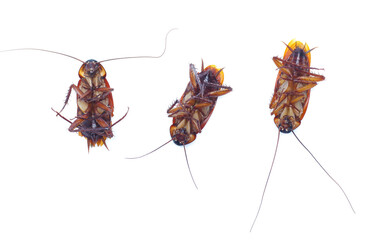 COCKROACH WHITE ISOLATED BACKGROUND