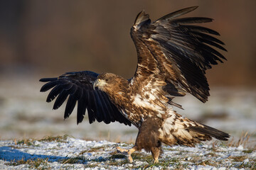 Young white-tailed eagle, haliaeetus albicilla, landing on meadow in winter. Juvenile bird of prey touching the ground in wintertime. Immature feathered hunter with spread wings on field.