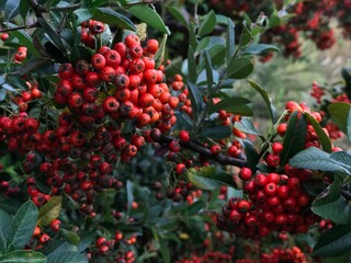 red berries on a bush