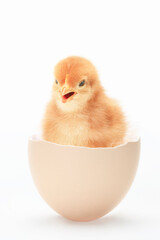 ひよこ © Paylessimages