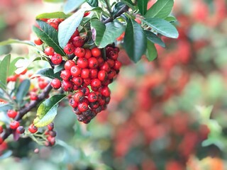 red berries on a bush