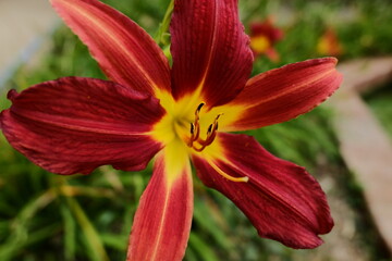 Hemerocallis Fulva flower