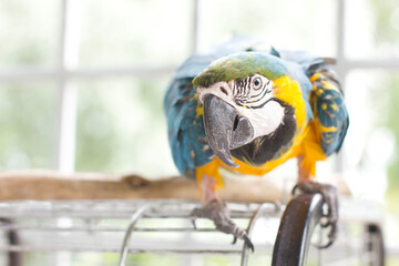 blue and yellow macaw ara © Алекс Колояр