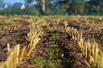 Harvested corn field as a close-up with trees in the background