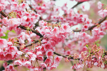 Vintage sakura or cherry blossom