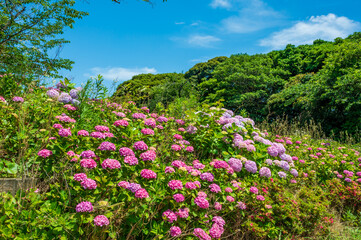 高塔山公園に咲くアジサイ