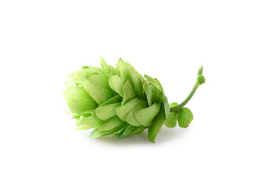 Hop cones isolated on white background. Full depth of field. Clipping path