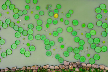 top view on many round lotus leaves