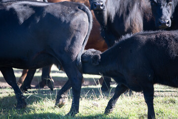 Angus en el campo pampeano