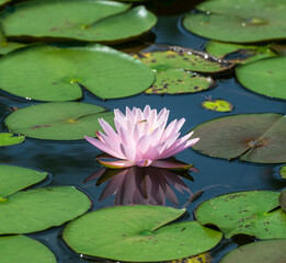 pink water lily and its reflection in water