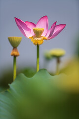 pink lotus flowers closed up