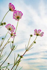 daisy flowers under sky, shoot from low angle
