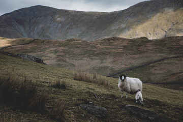Kirkstone pass, sheep in the mountains, 