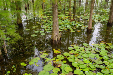 pond cypress trees and lotus in the water