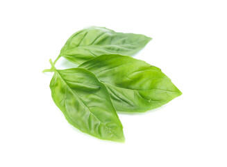 Close up green basil herb leaves isolated on white background.