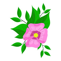 pink flower isolated on white background