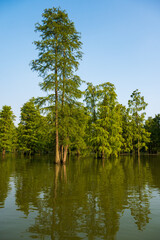 Taxodium ascendens trees and their reflection in the water