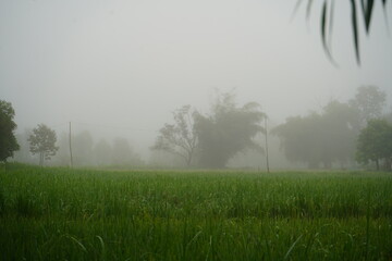 Fototapeta na wymiar morning mist in the field