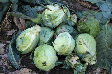 Harvesting cabbage in the field, a small pile of cabbage.