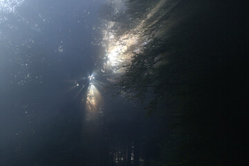 The sunlight penetrates the fog and the dark forest of the Cansiglio