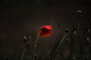 Wild Poppy Growing, Last One Standing