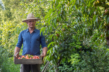 Adult man harvesting peaches in summer