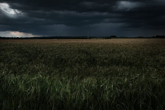 Wheat Field With Impending Storm