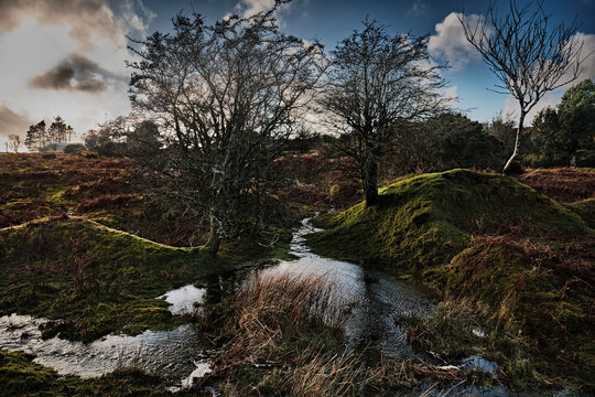 Moorland, Flooded With Trees in Cornwall