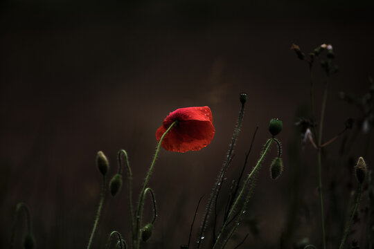Wild Poppy Growing, Last One Standing