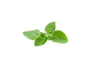 Oregano or marjoram leaves isolated on white background