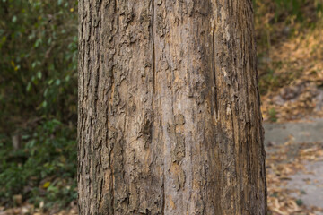 Teak tree in the forest with blurred background