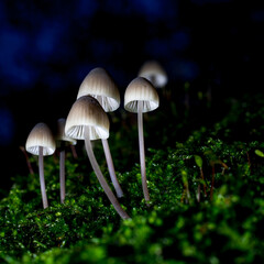 Group of fungi in dark forest