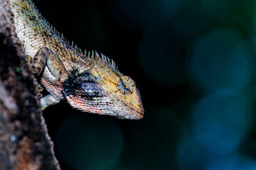 close-up of oriental garden lizard in a tree branch