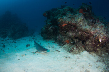 A white tip reef shark sits on the reef