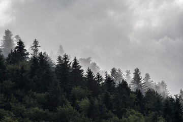 VELEBIT MOUNTAIN - September 2020 - Hill slope covered with coniferous forest. Hill slope in fog during cloudy day