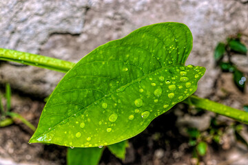 water drops on green leaf