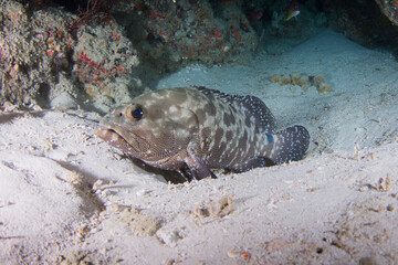A Trout sits on the sand at the reef