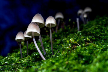 Forest Fungi